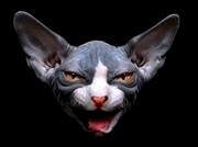 Avatar du membre
